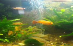 Platies fish for sale: Platy fish x5 - Image 4