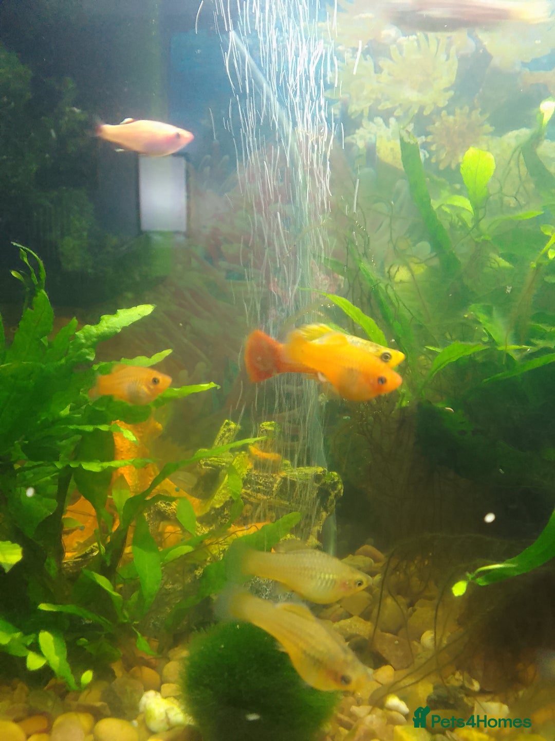 Platies fish for sale: Platy fish x5 - Image 4