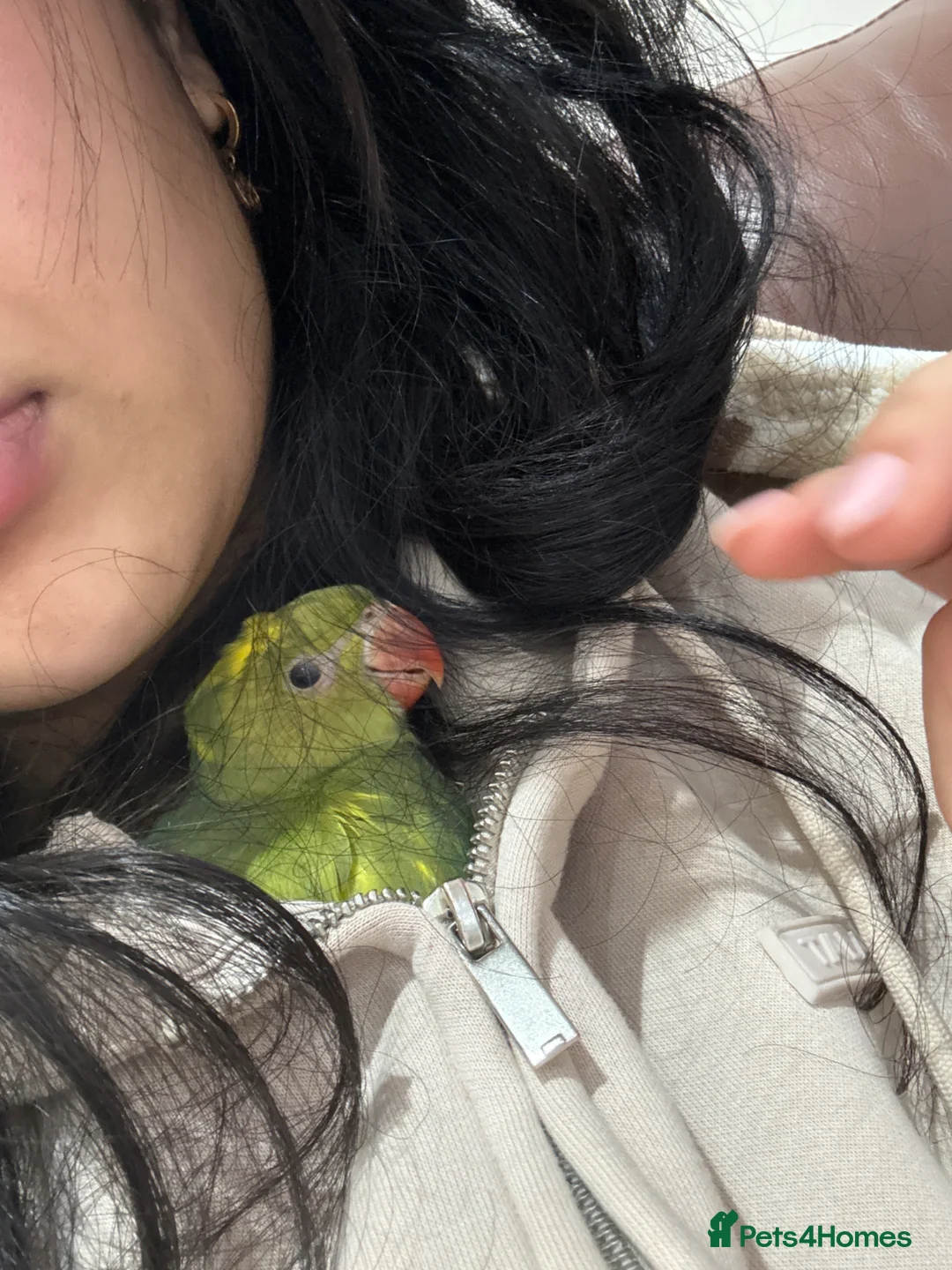 Parrots birds for sale: 1 month- hand tamed Indian ring neck-cuddles-rare  - Advert 2
