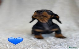 Miniature Dachshund dogs for sale: Miniature duscuhund  - Image 6