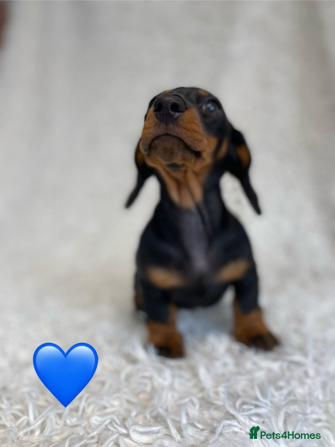 Miniature Dachshund dogs for sale: Miniature duscuhund  - Image 6