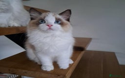 Ragdoll cats for sale: 💠Handsome FiFe Reg Ragdoll boy💠RESERVED - Image 20