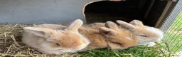 Mixed Breed rabbits for sale: Lop & Andorra crosses  - Advert 1