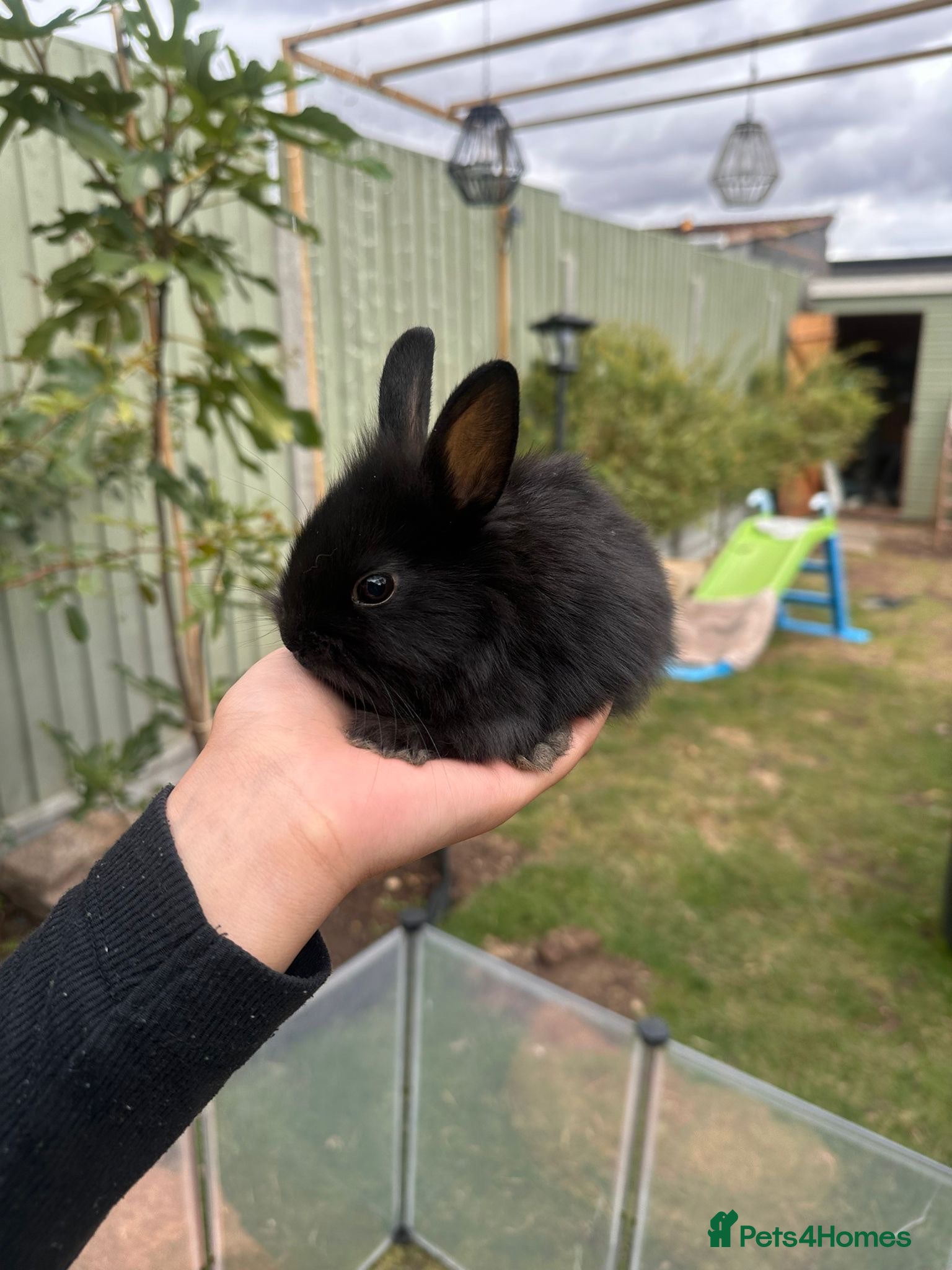 Lionhead rabbits 5 baby bunnies.  - Advert 15