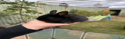 Lionhead rabbits for sale: 5 baby bunnies.  - Advert 1