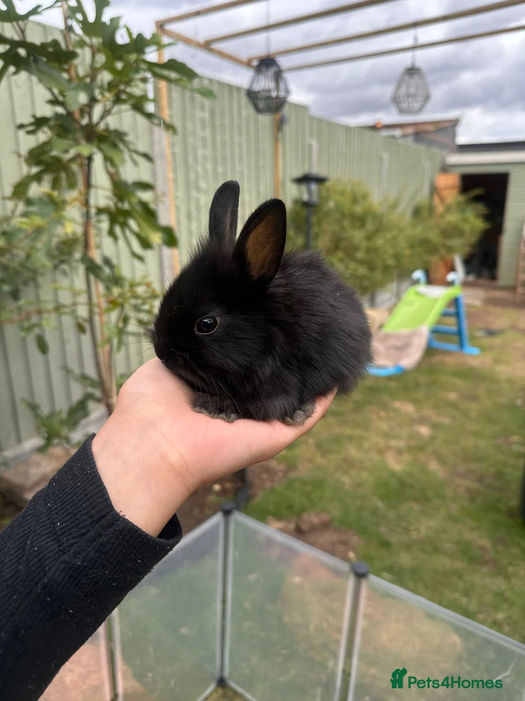 Lionhead rabbits for sale: 5 baby bunnies.  - Advert 1