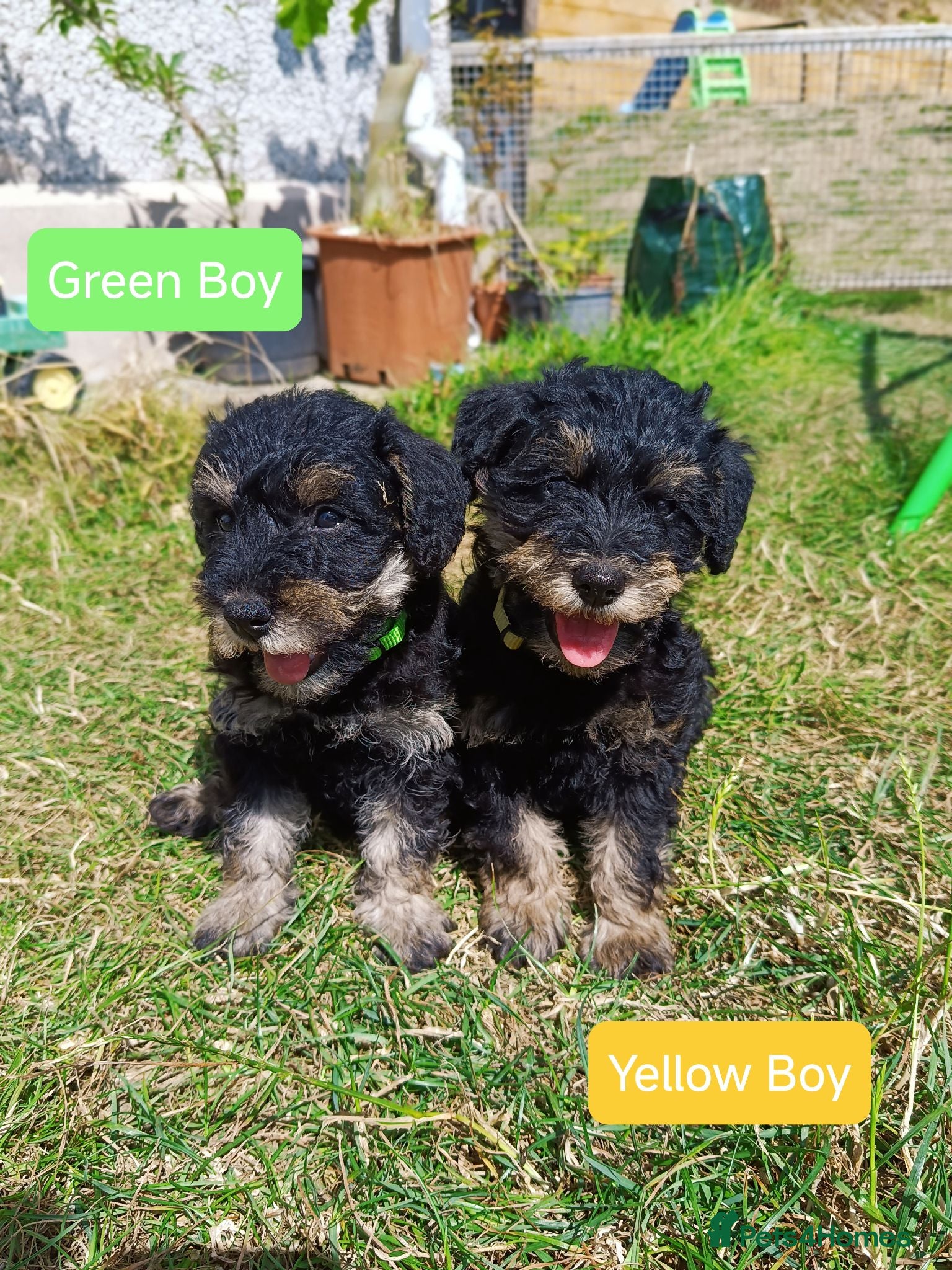 Schnoodle dogs ❤️ Stunning Schnoodles ❤️ - Advert 2