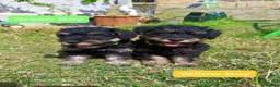 Schnoodle dogs for sale: ❤️ Stunning Schnoodles ❤️ in Llandeilo - Advert 2
