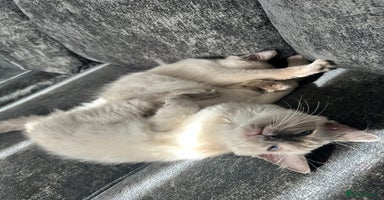 Ragdoll cats - Advert 2