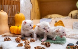 Bengal cats for sale: Pure Snow Bengals-TICA champions pedigree-Stunning - Image 23
