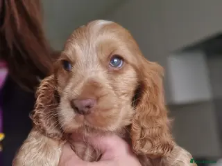 Cocker Spaniel dogs !!KC Registered Beautiful show Cocker Spaniels!!! - Advert 11