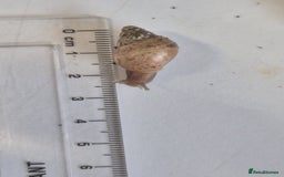 Snails invertebrates for sale: Giant Land Snail Babies - Image 2