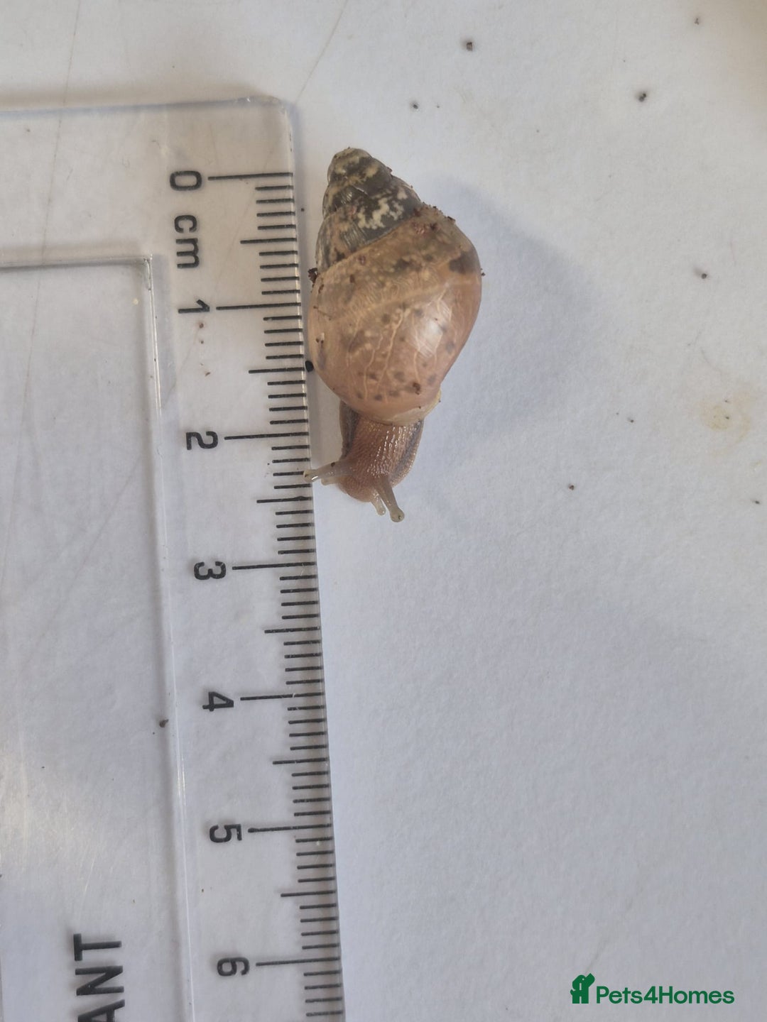 Snails invertebrates for sale: Giant Land Snail Babies - Image 2