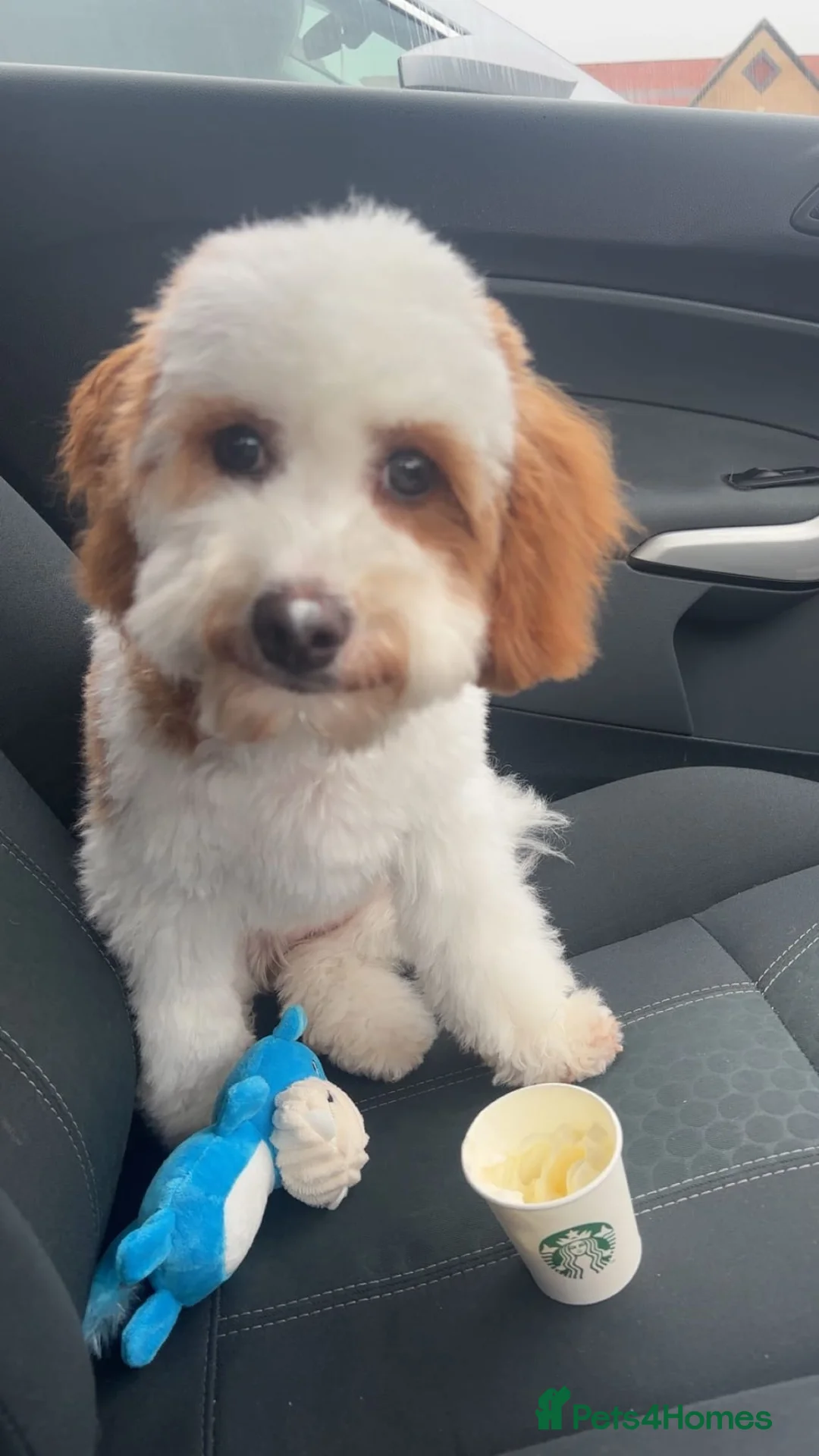 Cavachon dogs for sale: Beautiful 6 month old Cavapoochon - Advert 3