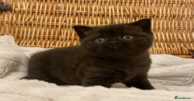 British Shorthair cats - Advert 11