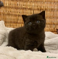 British Shorthair cats - Advert 11