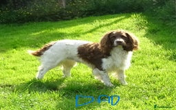English Springer Spaniel dogs for sale: English Springer Spaniel Puppy 2 - English Springer Spaniel Puppies - Image 35