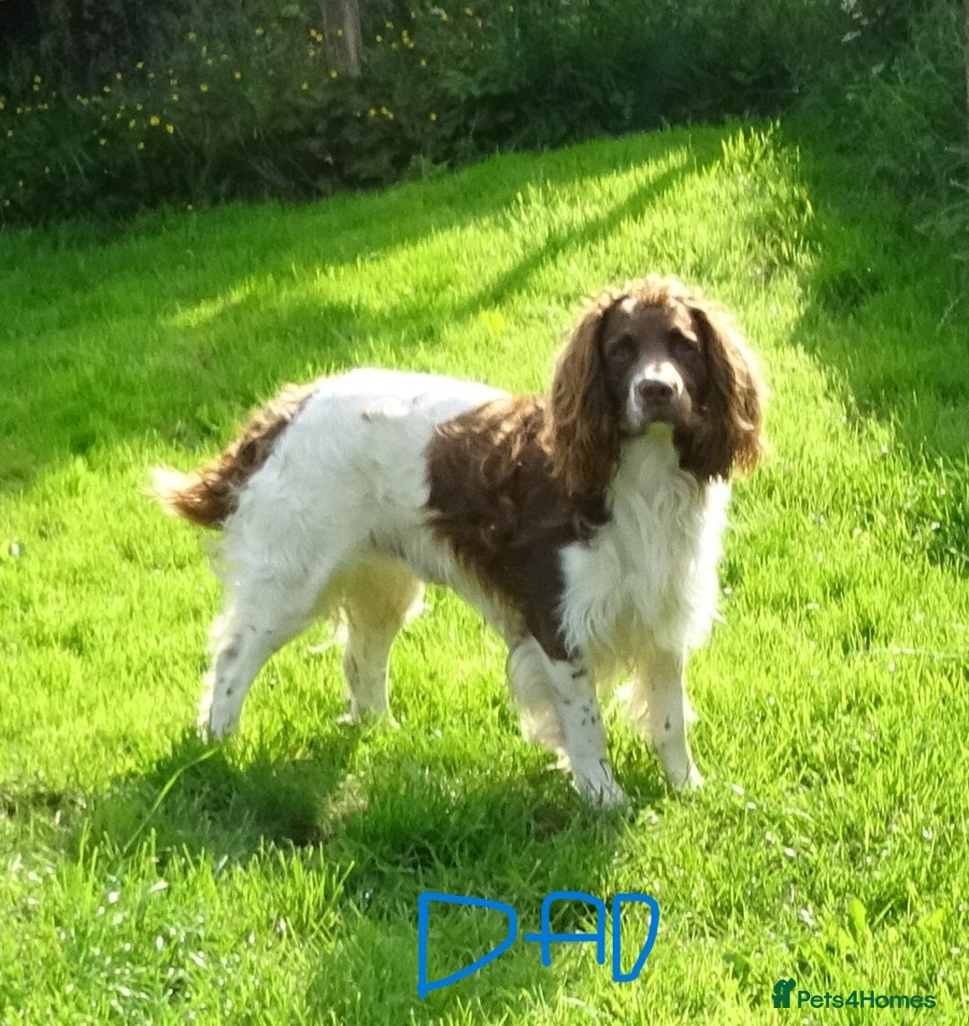 English Springer Spaniel dogs for sale: English Springer Spaniel Puppy 2 - English Springer Spaniel Puppies - Image 35