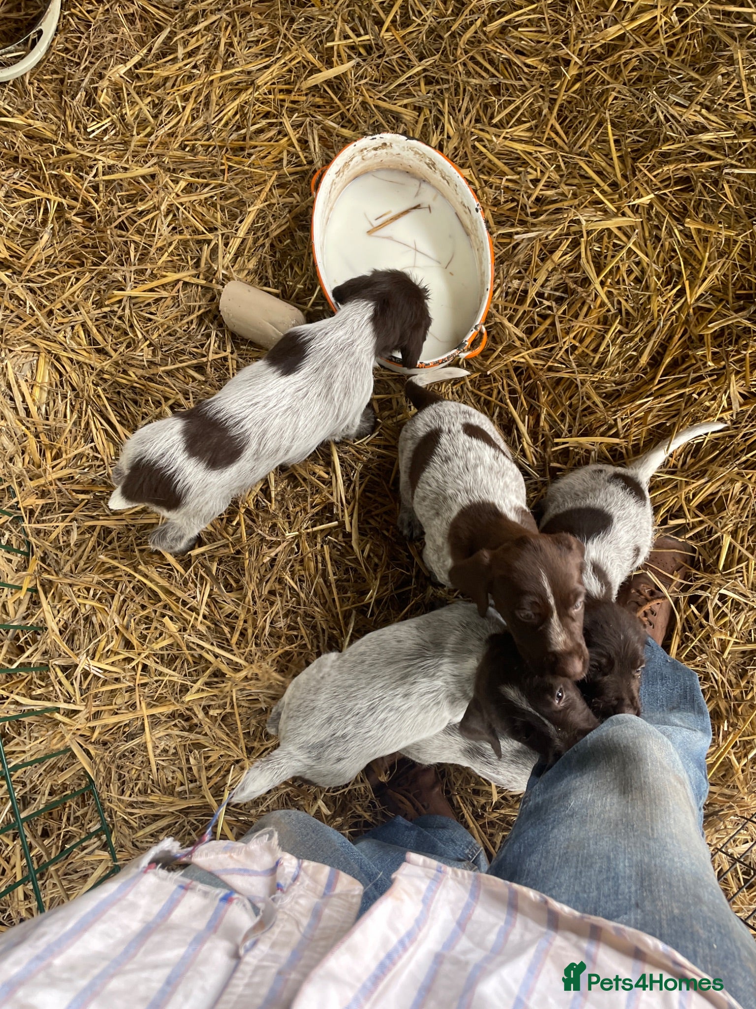 Mixed Breed dogs Puppies mum and dad here great nature rock steady  - Advert 2