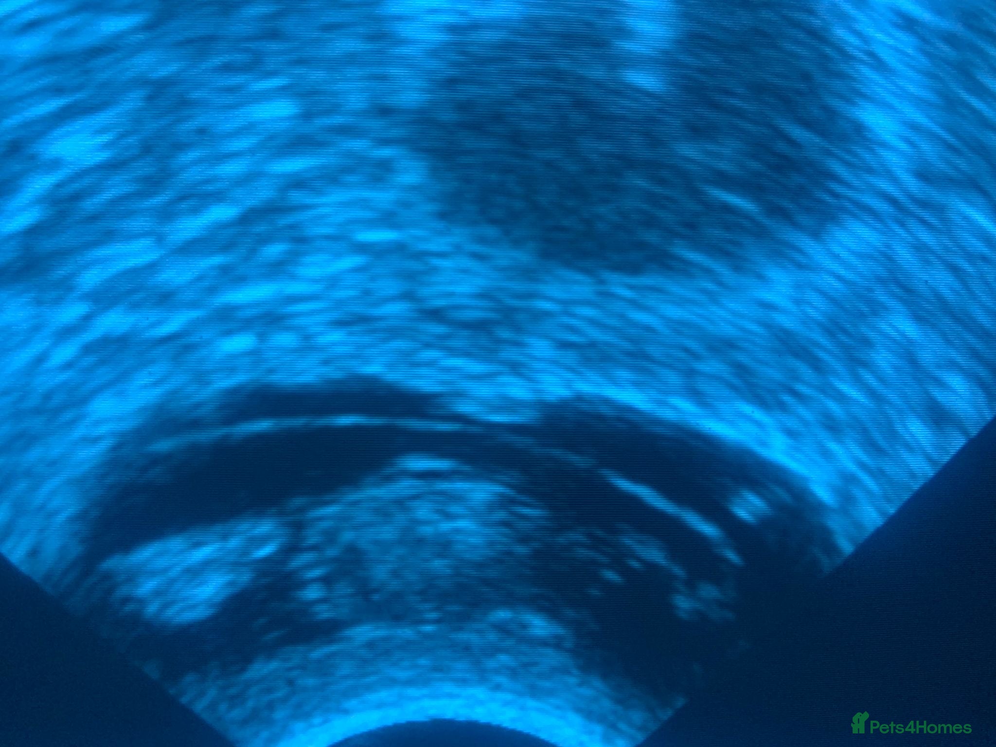 Miniature Poodle dogs  Pure KC registered miniature poodle puppies - Advert 1