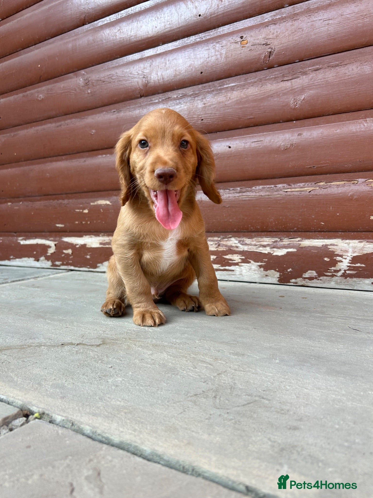 Cocker Spaniel dogs Stunning cocker spaniel puppies  - Advert 2