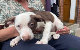 Mixed Breed dogs for sale: Staff collie cross puppies  - Image 1