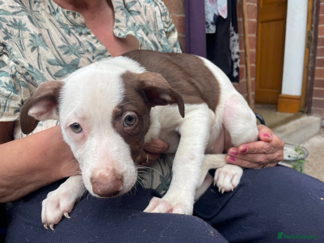Mixed Breed dogs for sale: Staff collie cross puppies  - Image 1