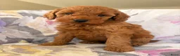 Labradoodle dogs for sale: LICENSED BREEDER F2b miniature labradoodles - Advert 38