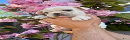 French Bulldog dogs for sale: French bulldog puppy’s  - Advert 1