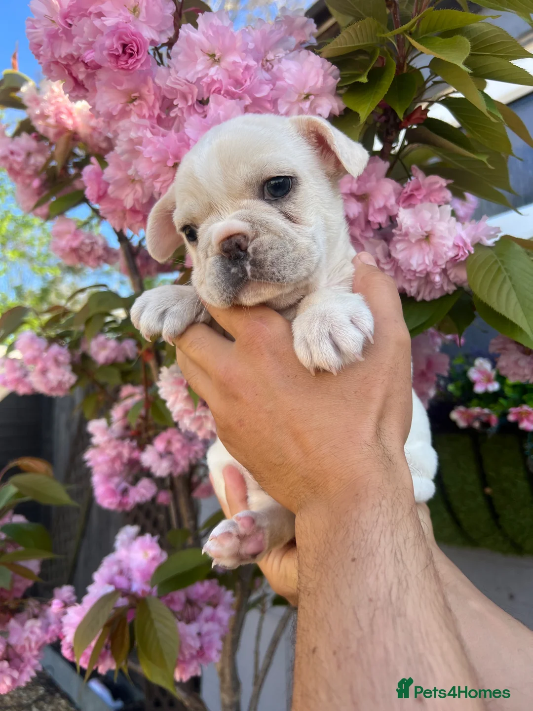French Bulldog dogs for sale: French bulldog puppy’s  - Advert 1