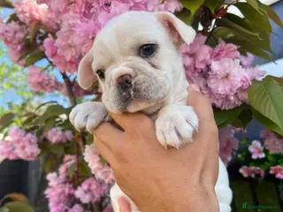 French Bulldog dogs French bulldog puppy’s - Advert 11