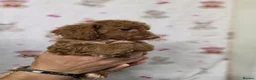 Cockapoo dogs for sale: Red cockapoo puppies - Advert 6
