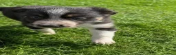 Mixed Breed dogs for sale: Collie/Lurcher puppies for sale - Advert 6