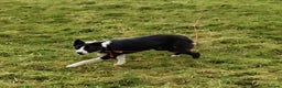 Border Collie dogs for sale: Sweet Border Collie Seeks Active Smallholdin - Advert 1