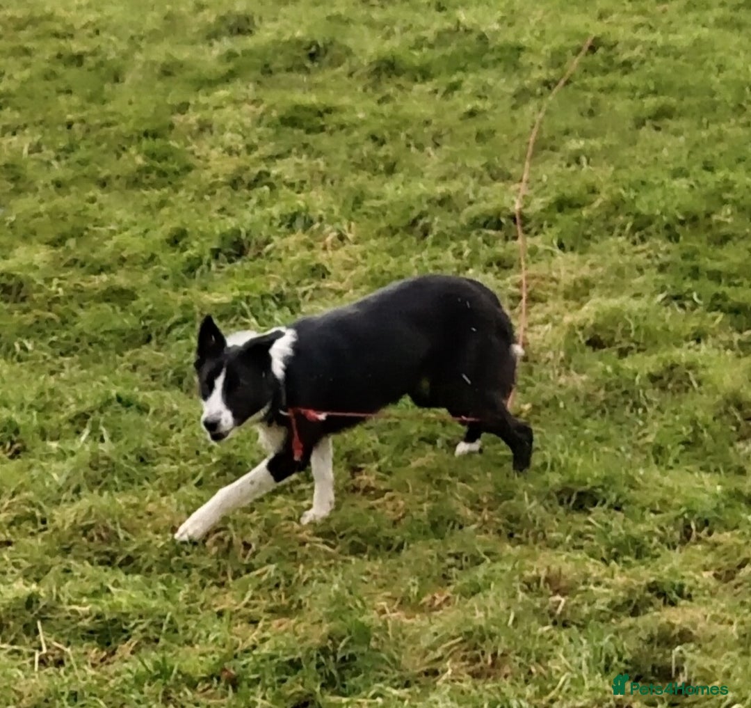 Border Collie dogs for sale: Sweet Border Collie Seeks Active Smallholdin - Advert 1