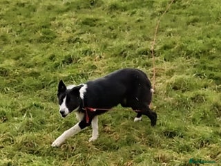Border Collie dogs Sweet Border Collie Seeks Active Smallholdin - Advert 1