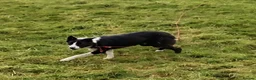 Border Collie dogs for sale: Sweet Border Collie Seeks Active Smallholdin - Advert 1