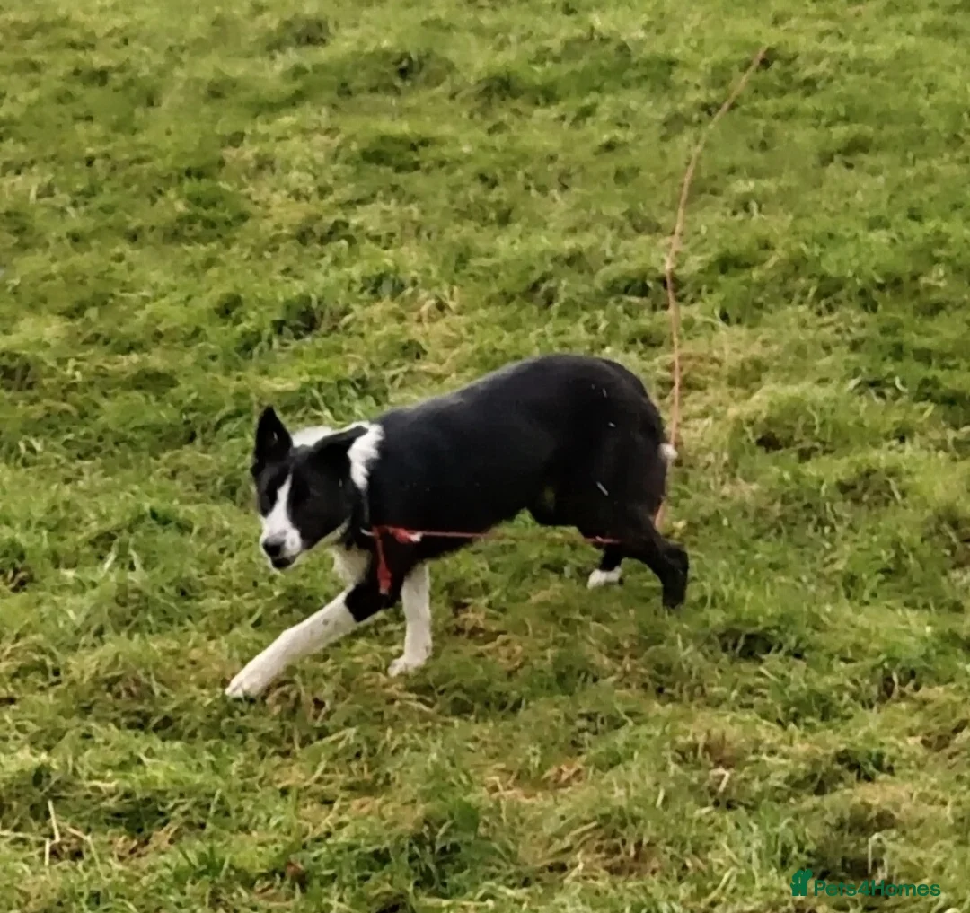 Border Collie dogs for sale: Sweet Border Collie Seeks Active Smallholdin - Advert 1