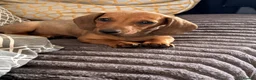 Miniature Dachshund dogs for sale: ⭐️REDUCED⭐️KC Miniature Smooth haired Dachshund  - Advert 1