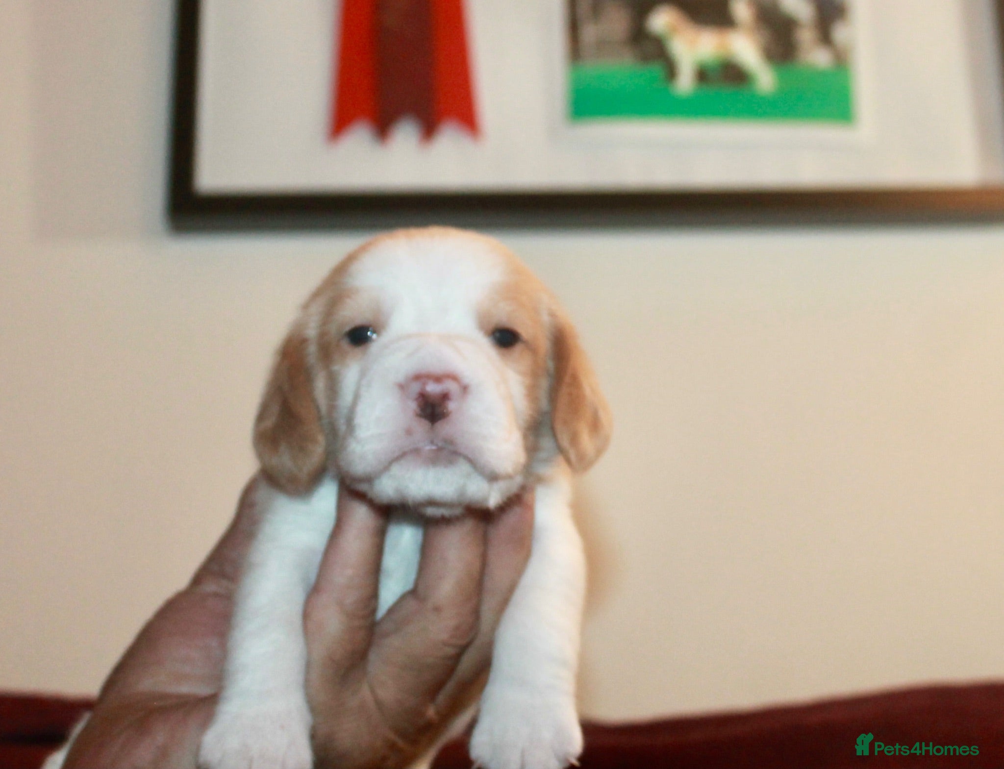 Beagle dogs KENNEL CLUB REGISTERED TRI COLOUR & TAN/WHITE PUPS - Advert 2