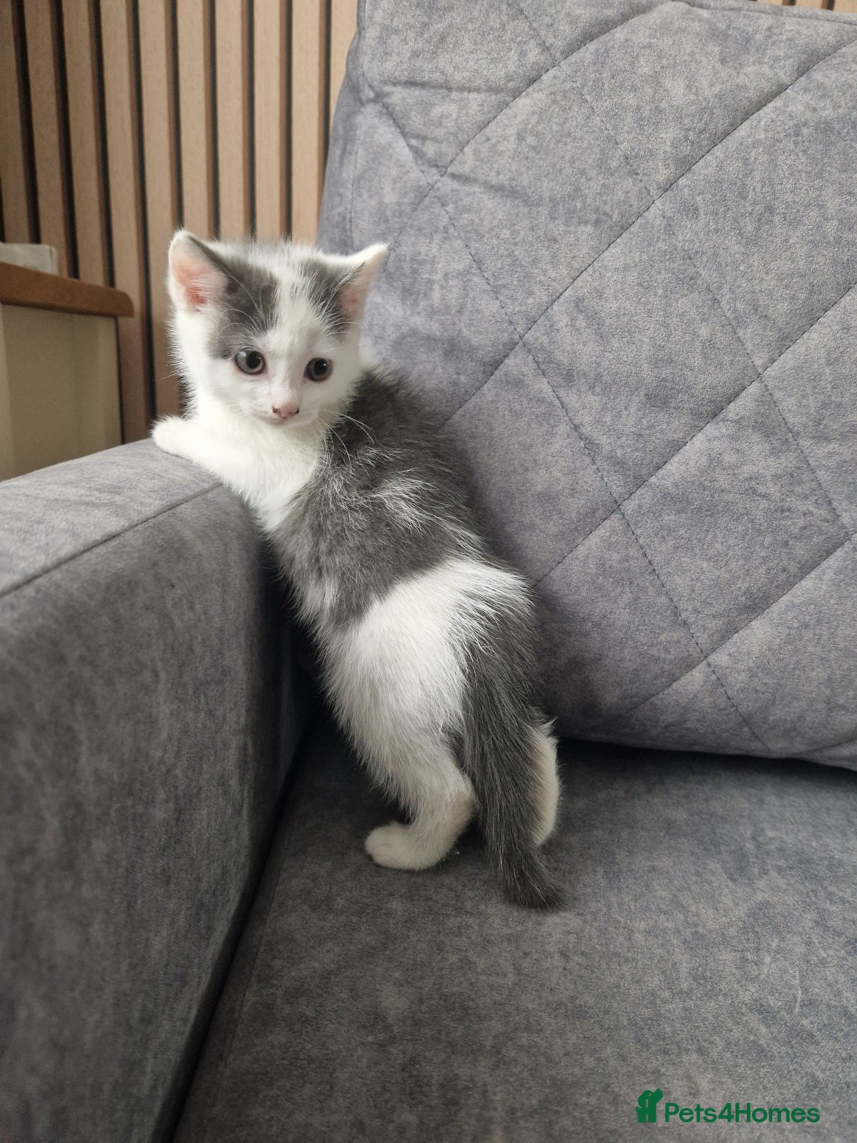 Mixed Breed cats 💥💥💥Last girl 💥💥💥 - Advert 3