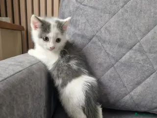 Mixed Breed cats 💥💥💥Last girl 💥💥💥 - Advert 14