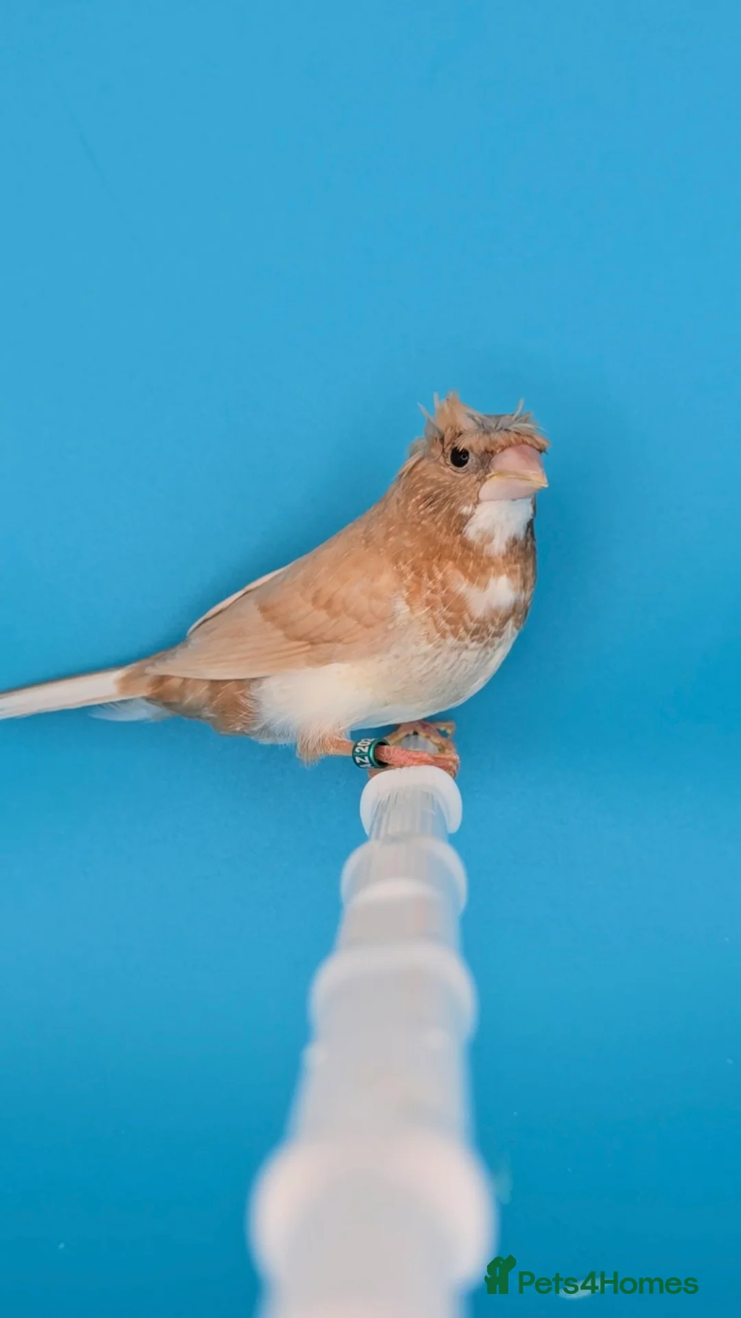 Finches birds for sale: Bengalese finches  - Advert 11