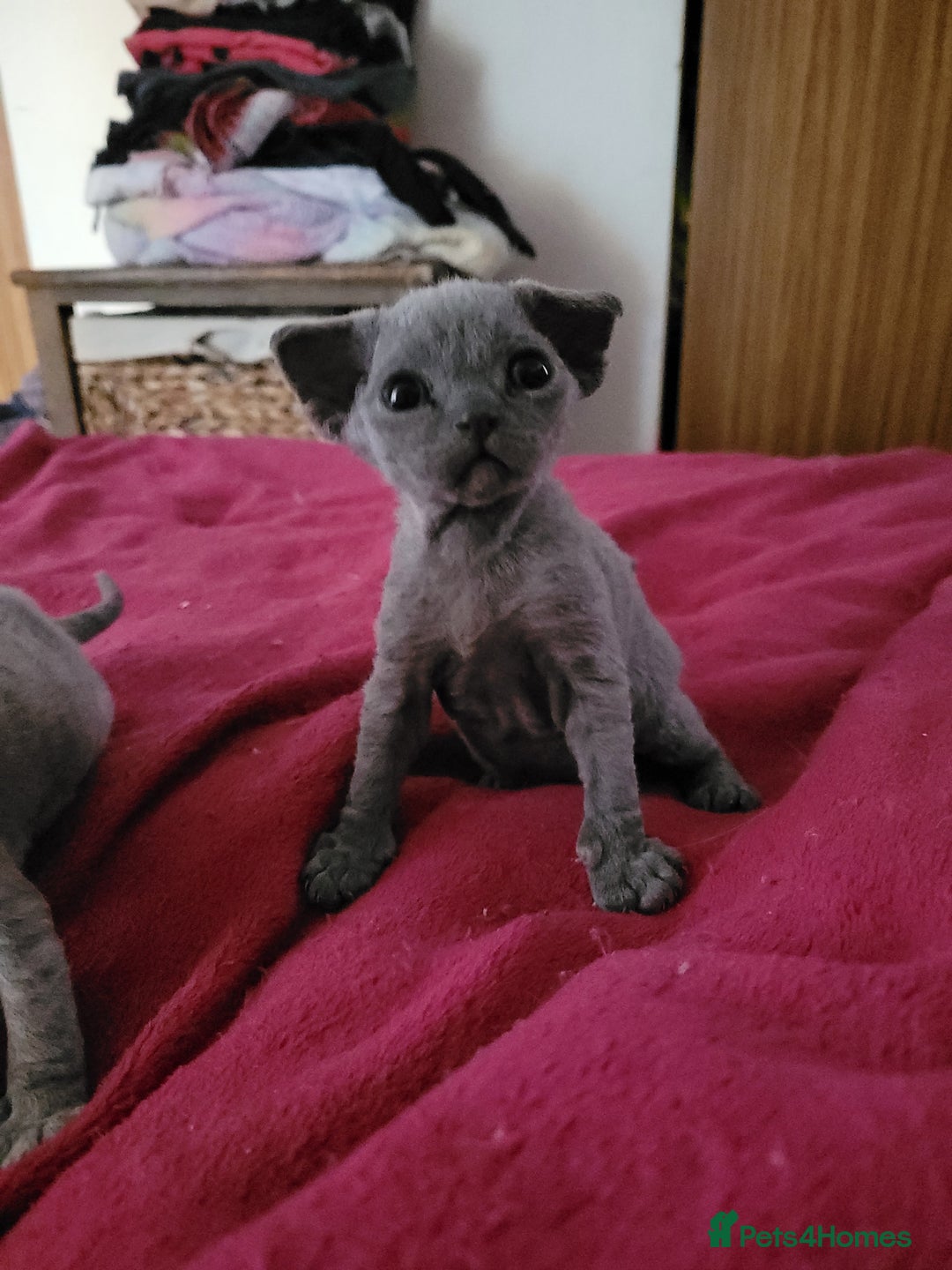 Devon Rex cats for sale: Beautiful GCCF Devon Rex kittens - Image 18