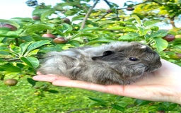 Guinea Pig rodents for sale: Long haired Guinea Pigs For Sale - Image 11
