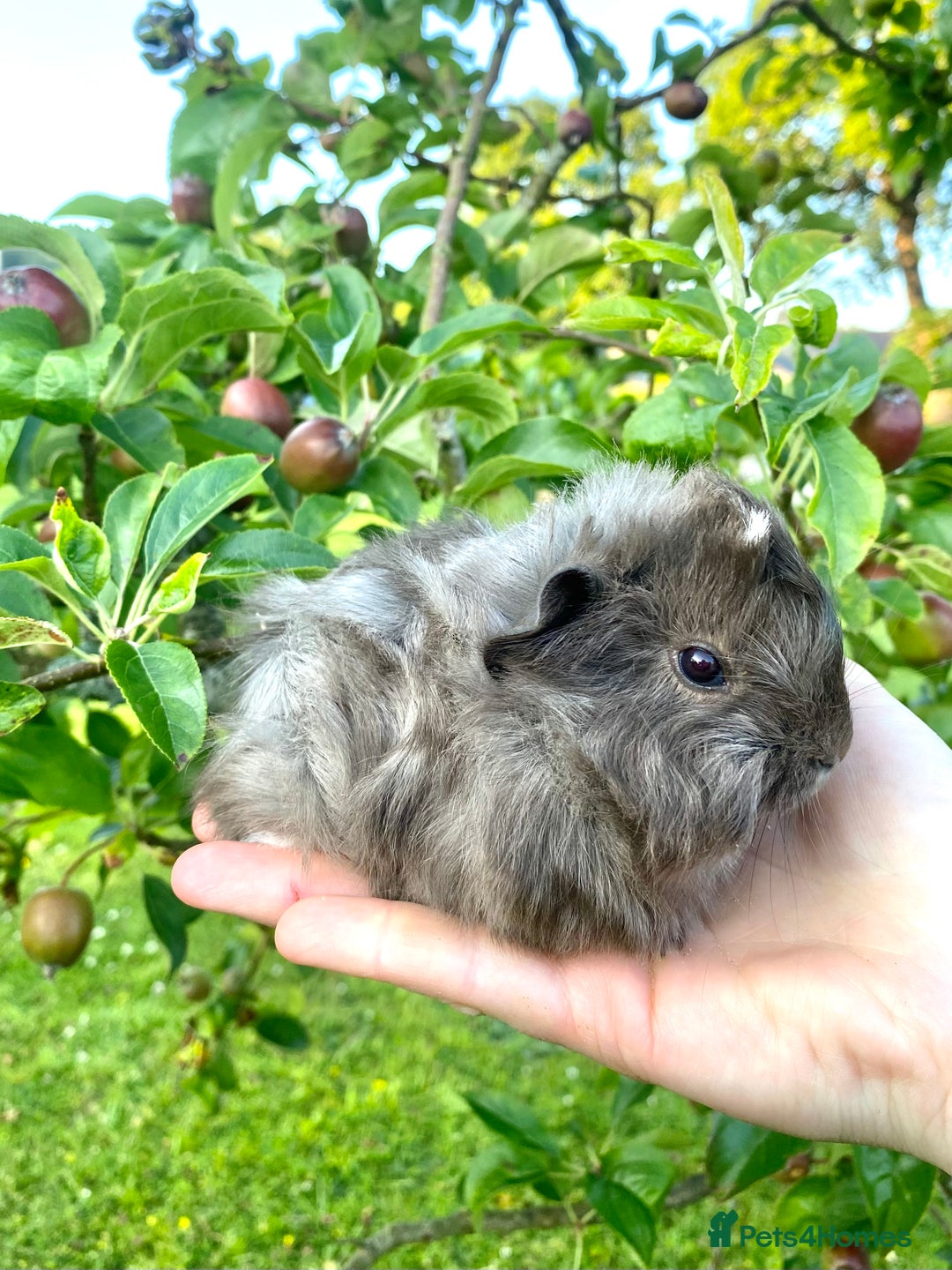 Guinea Pig rodents for sale: Long haired Guinea Pigs For Sale - Image 11