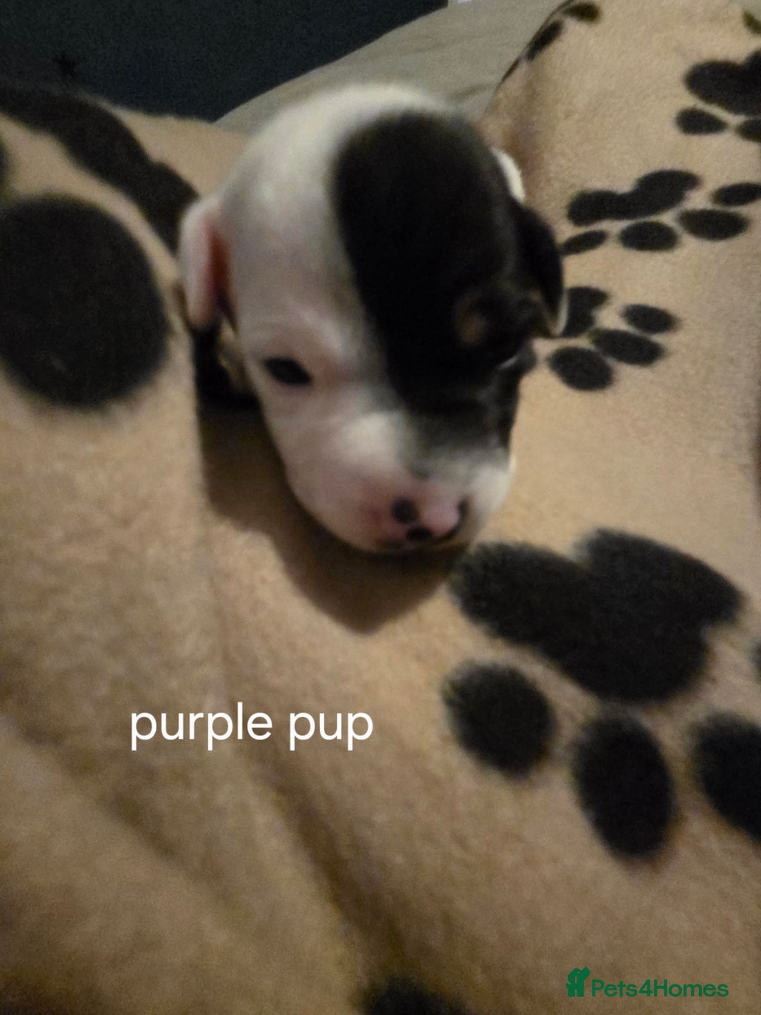 Jack Russell dogs for sale: Jack russell puppies - Advert 2