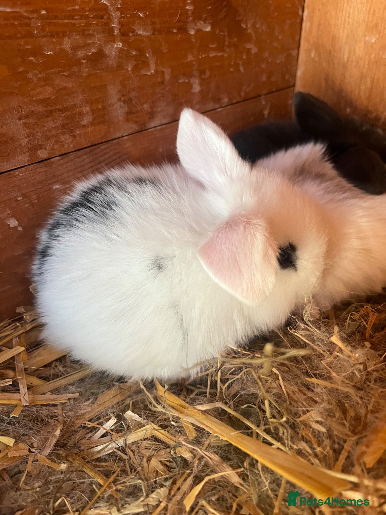 Mini Lop rabbits Mini Lop Kits  - Advert 16