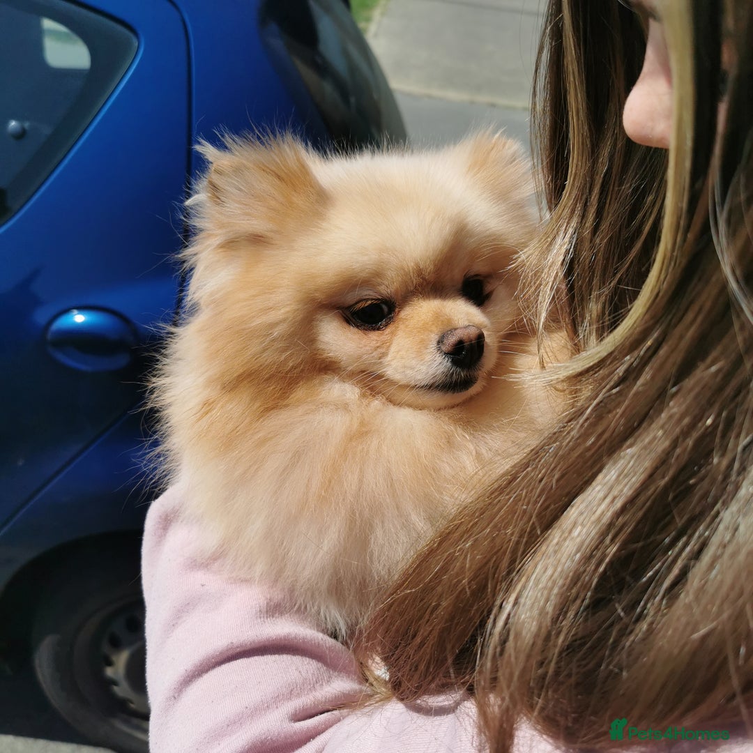 Pomeranian dogs for sale: Mini Pomeranians - Image 5