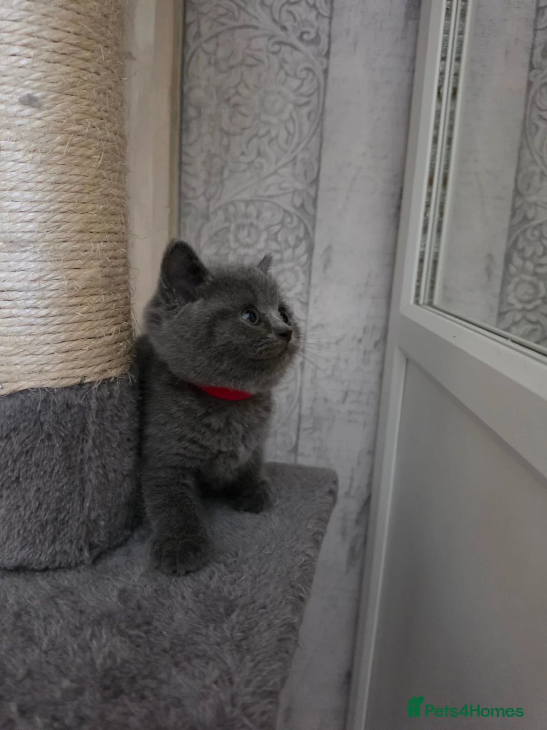 British Shorthair cats for sale: British Shorthair Kittens Looking for Loving Homes - Advert 2